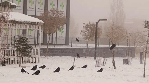 Crows (jackdaw, Rook) in a Snowy Cloudy Park Resting on Trees and Ground Video stock 295906445
