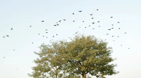 Crows leave and fly away from a tree Stock Footage 61826441