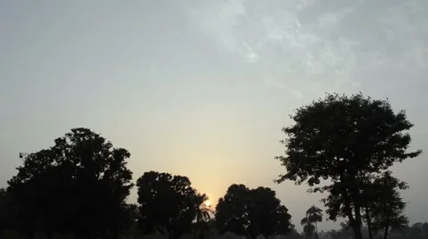 Crows leave a tree and fly away Stock Footage 58906781