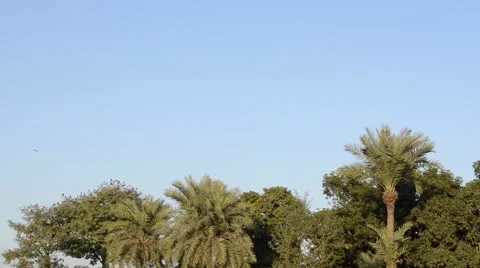 Crows leaving and flying over the trees Stock Footage 58831238