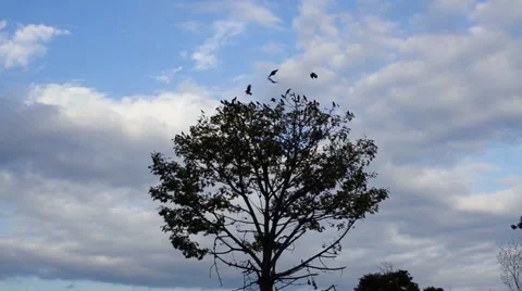 Crows leaving a tree Stock Footage 59985722