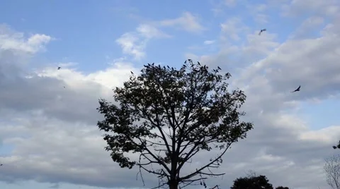 Crows leaving a tree Stock Footage 60046856