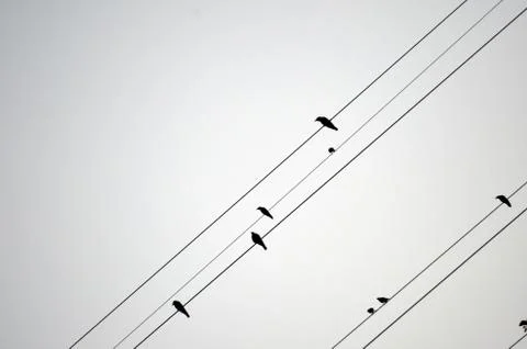 Crows on a line Stock Photos