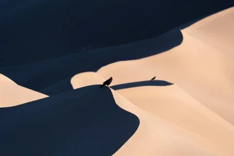 Crows in the lut desert Stock Photos
