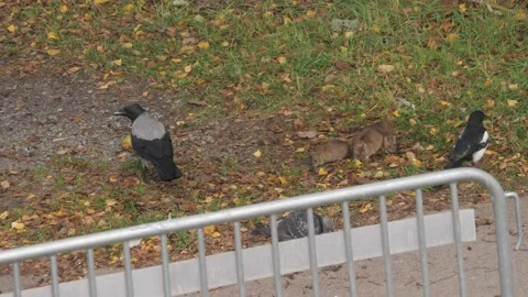 Crows, Magpie and Rats Fighting on Food, Urban Wildlife Scene Vídeos de archivo 229727347