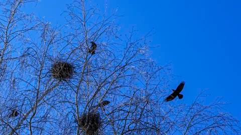 Crows making nests in trees in early April. Ornithology concept. Classic blue Foto stock