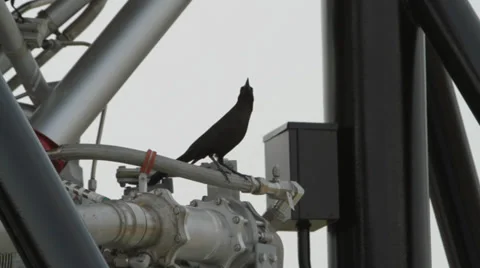 CROWS ON METALLIC TUBES Stock Footage 28067075
