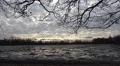 Crows at moory fish-pond without water in cold season HD Footage