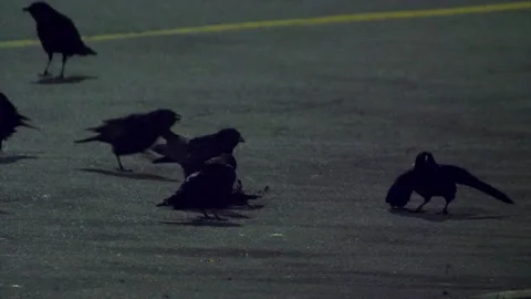 Crows Mourning a Companion's Corpse Stock Footage 152851022