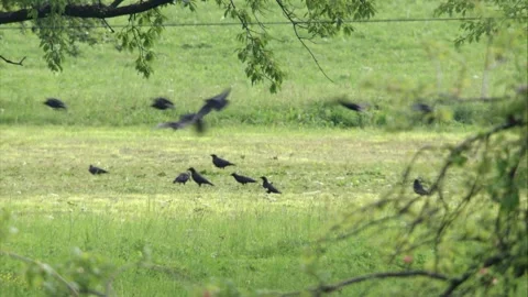 Crows on a mown meadow in summer Stock Footage 275348787