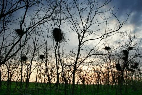 Crows nest Stock Photos