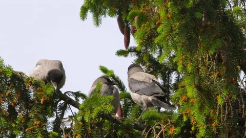 Crow's nest on the spruce Stock Footage 213036602