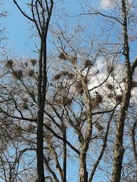 Crows nest on a tall tree in the park Stock Photos
