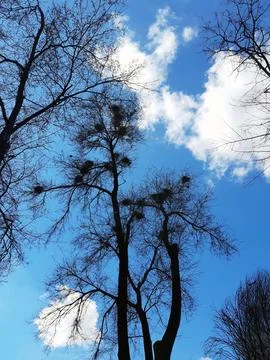 Crows nest on a tall tree in the park Stock Photos