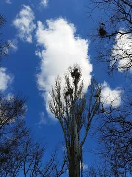 Crows nest on a tall tree in the park Stock Photos
