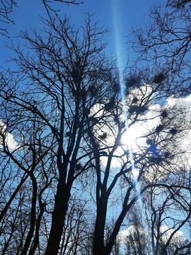 Crows nest on a tall tree in the park Stock Photos