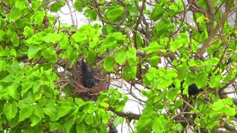 Crow’s Nest on Windy Beach with Mother Crow Protecting Eggs in Dramatic Scene. Stock Footage 318813128