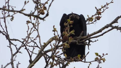 Crows in nests on tree Stock Footage 66922279