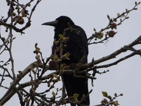 Crows in nests on tree video, 640x480 Stock Footage 47376608