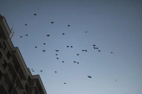 Crows over building. Flock of crows in city. Silhouettes of bird against sky. Stock Photos