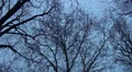 Crows overhead on trees in winter HD Footage