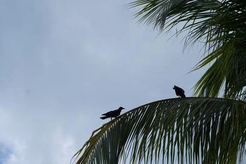 Crows in a Palm Tree Against Sky Background Stock Photos