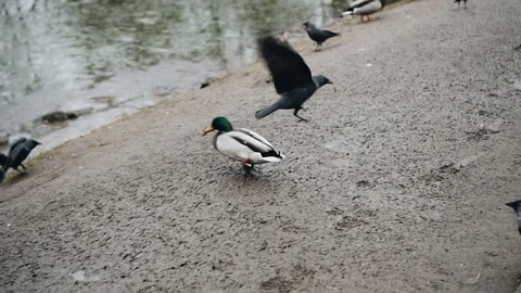 Crows in the Park attack the duck trying to take away her food. Feathery Видео 121619383