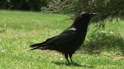 Crows in a park Stock Footage 49861640