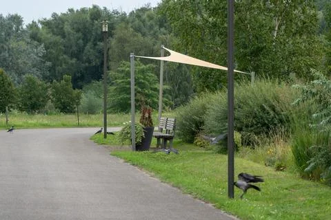 Crows on a park path beside a shade sail and bench Foto stock