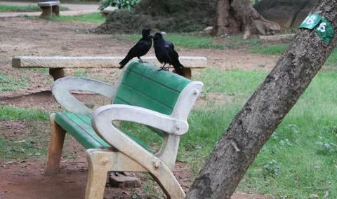 Crows in a park Stock Photos