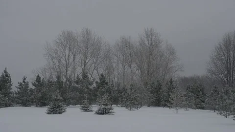 Crows in the park at winter Stock Footage 70672530
