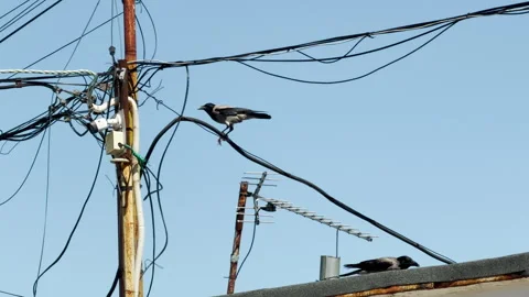 Crows Perch on Tangled Utility Wires Above a City Building Stock Footage 334273132