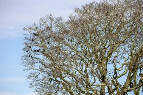 Crows Perched in a Bare Oak Tree on a Winter Day Stock Photos