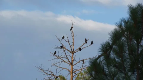 Crows perched on a barren tree in the forest Stock Footage 341626153