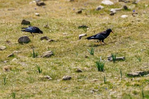 Crows perched on the grass with stones in springtime 写真素材