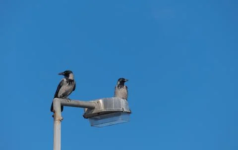 Crows perched on a lamppost Stock Photos