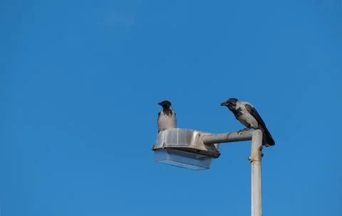 Crows perched on a lamppost Stock Photos