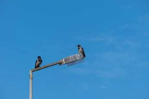 Crows perched on a lamppost Stock Photos