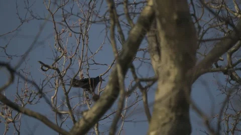 Crows perched in tree branches, moody wildlife Video stock 331039343