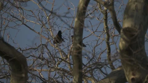 Crows perched in tree branches, moody wildlife Video stock 331039361