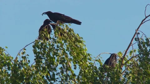 Crows Perched in Tree Canopy Stock Footage 313952111