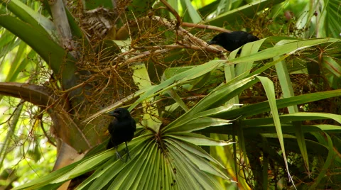 Crows perching on palm tree Stock Footage 57814848