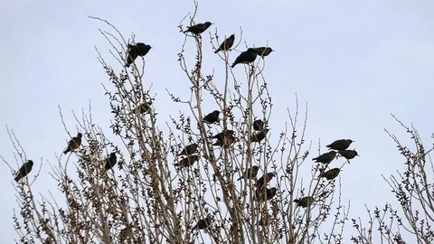 Crows perching on the poplars 库存影片 87901149