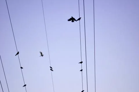 Crows Stock Photos