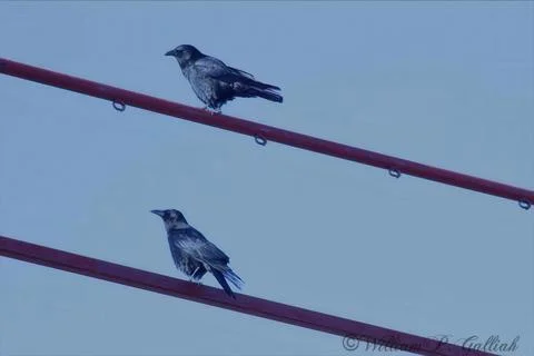 Crows Stock Photos