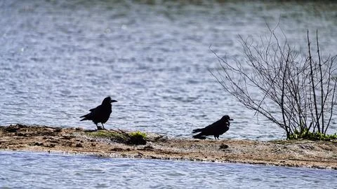 Crows Stock Photos