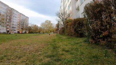 Crows, pigeons and red squirrel in the courtyard of a house in a bedroom Stock Footage 119843717