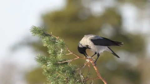 Crows on a pine tree, flying away Stock Footage 10579617