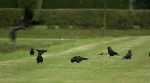 Crows playing on the grass. 動画素材 8869826