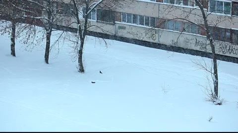 Crows playing in the snow, through snowfall. Видео 951185